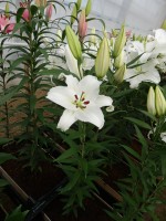 [5324 Moscow VWS No02.JPG]